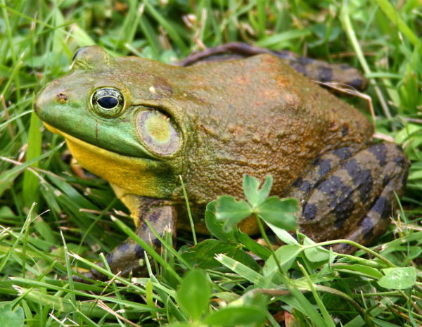 https://www.northshoredailypost.com/wp-content/uploads/2018/08/Bullfrog-600x465.jpg
