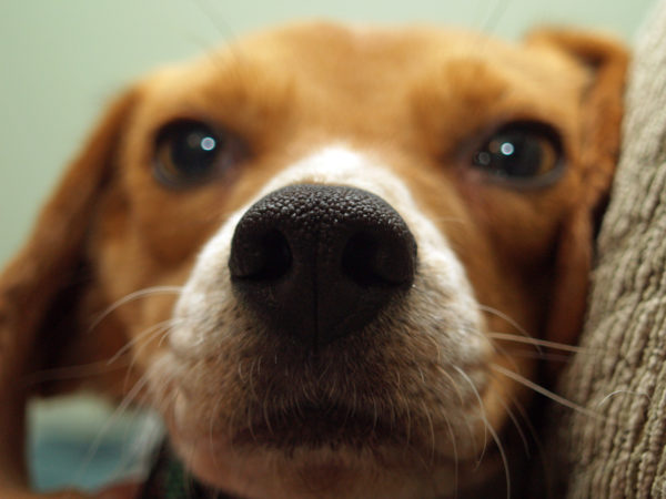 https://www.northshoredailypost.com/wp-content/uploads/2019/06/beagle-600x450.jpg
