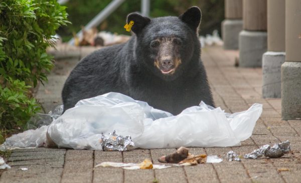 https://www.northshoredailypost.com/wp-content/uploads/2019/06/black-bear-600x364.jpg