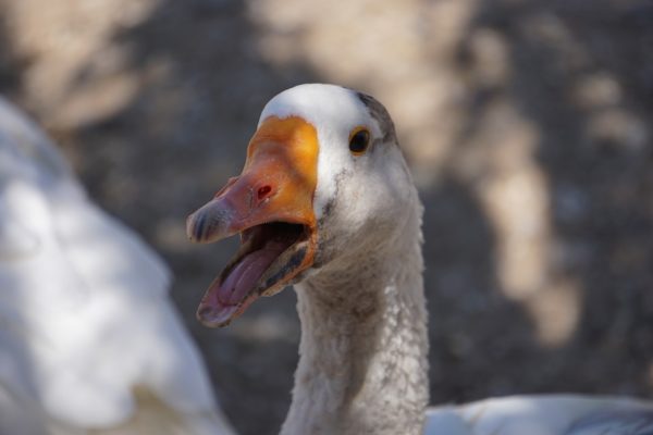 https://www.northshoredailypost.com/wp-content/uploads/2019/06/goose-600x400.jpg