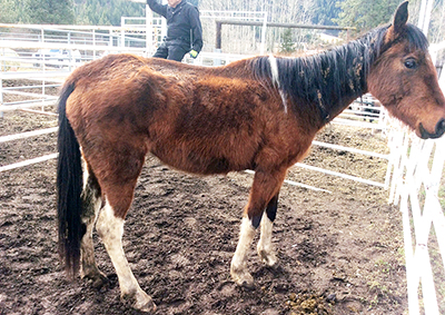 https://www.northshoredailypost.com/wp-content/uploads/2019/07/BC-SPCA-horse.jpg