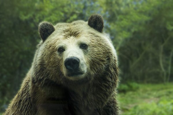https://www.northshoredailypost.com/wp-content/uploads/2019/07/Grizzly-600x400.jpg