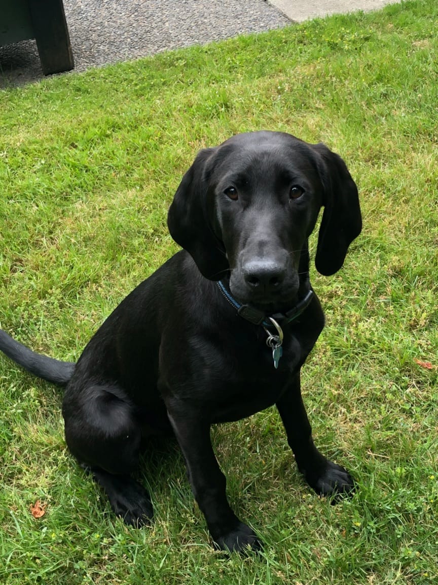 https://www.northshoredailypost.com/wp-content/uploads/2019/07/Missingdog.jpg