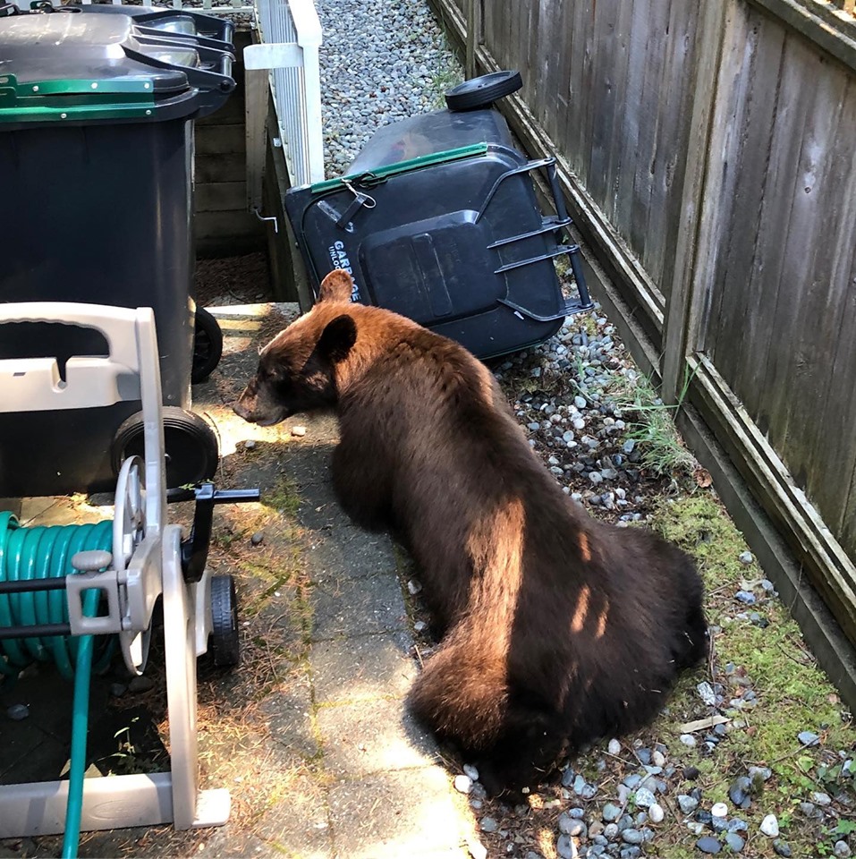 https://www.northshoredailypost.com/wp-content/uploads/2019/07/black-bear-Lynn.jpg