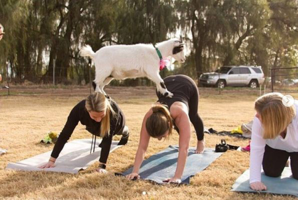 https://www.northshoredailypost.com/wp-content/uploads/2019/07/goat-yoga.jpg