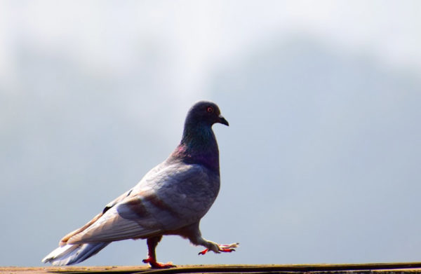 https://www.northshoredailypost.com/wp-content/uploads/2019/07/pigeon-1-600x391.jpg