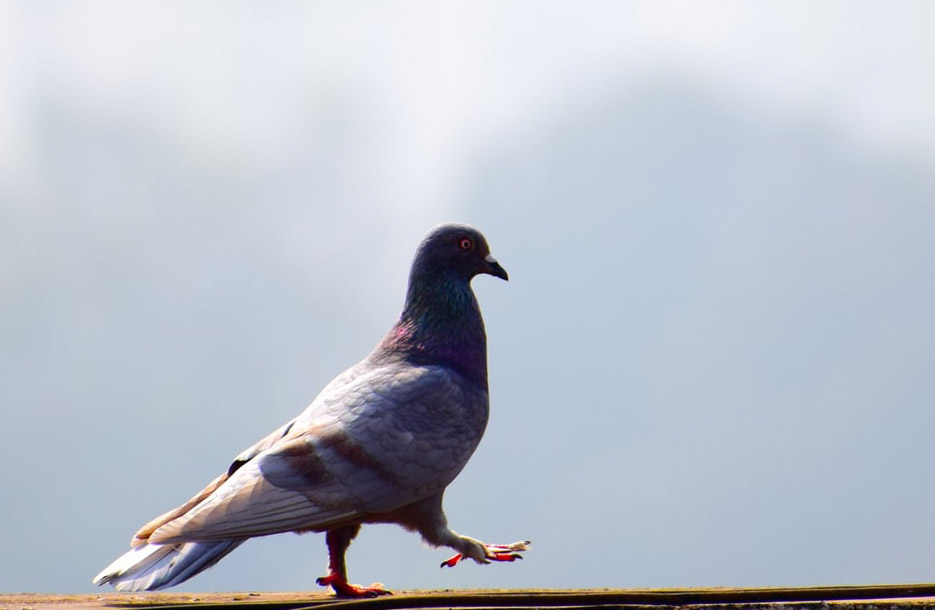 https://www.northshoredailypost.com/wp-content/uploads/2019/07/pigeon-1.jpg