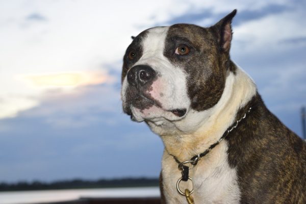 https://www.northshoredailypost.com/wp-content/uploads/2019/07/pit-bull-600x400.jpg