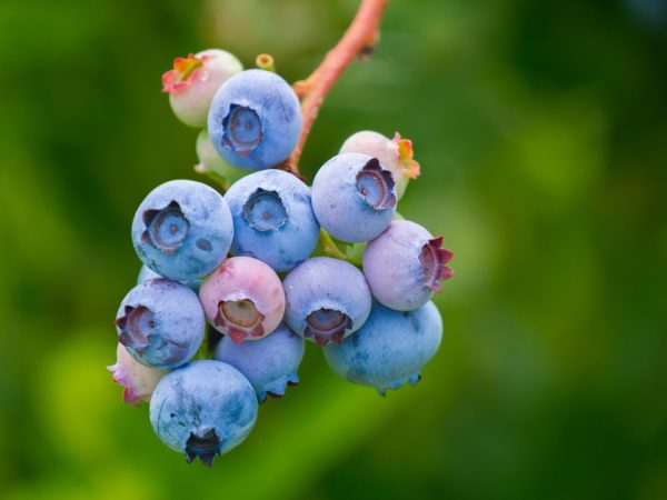 https://www.northshoredailypost.com/wp-content/uploads/2019/09/Blueberries-bears-600x450.jpg