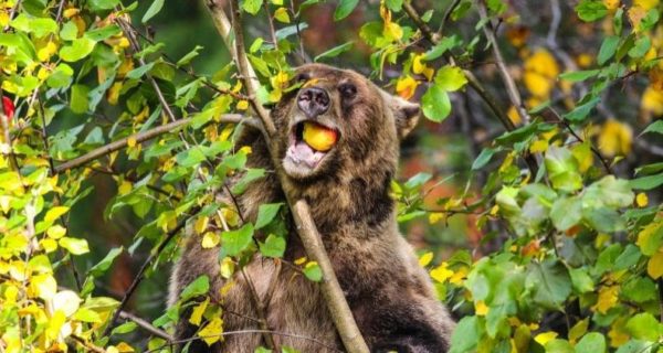https://www.northshoredailypost.com/wp-content/uploads/2019/09/bear-eating-apple-600x320.jpg