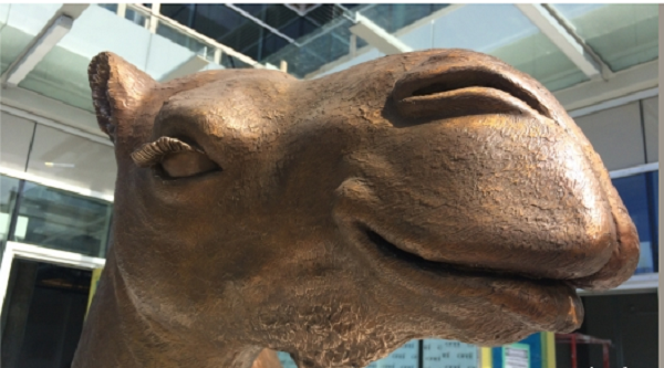 https://www.northshoredailypost.com/wp-content/uploads/2019/09/camel-600x333.png