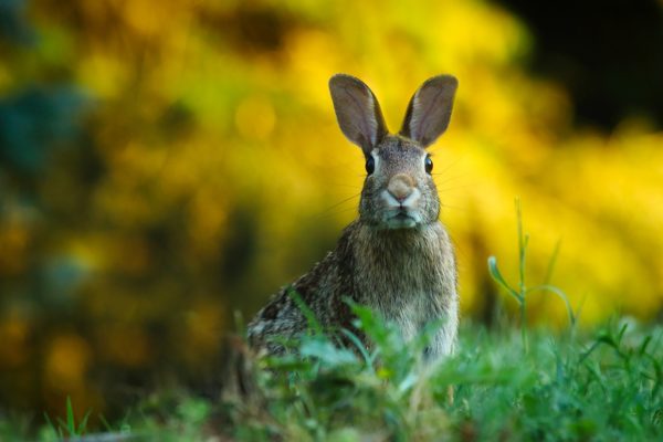 https://www.northshoredailypost.com/wp-content/uploads/2019/09/rabbit-600x400.jpg