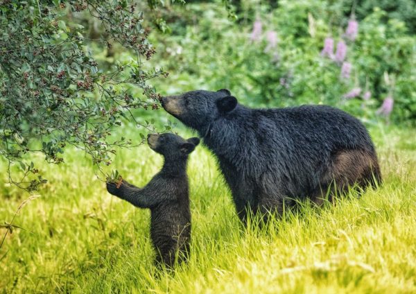https://www.northshoredailypost.com/wp-content/uploads/2019/10/Bearlove-600x424.jpeg