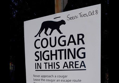 https://www.northshoredailypost.com/wp-content/uploads/2019/10/Cougar-delbrook.jpg