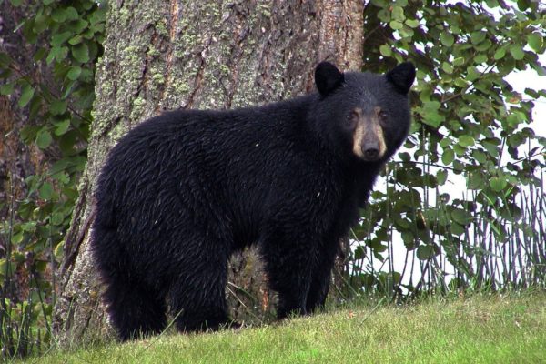https://www.northshoredailypost.com/wp-content/uploads/2019/10/black-bear-600x400.jpg