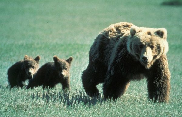 https://www.northshoredailypost.com/wp-content/uploads/2019/10/grizzly-bears-600x386.jpg