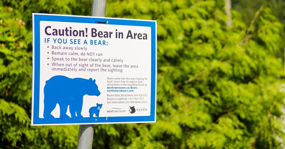 https://www.northshoredailypost.com/wp-content/uploads/2019/10/westvan-bear.jpg