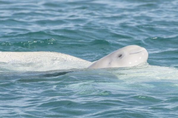 https://www.northshoredailypost.com/wp-content/uploads/2019/11/Beluga-600x399.jpg