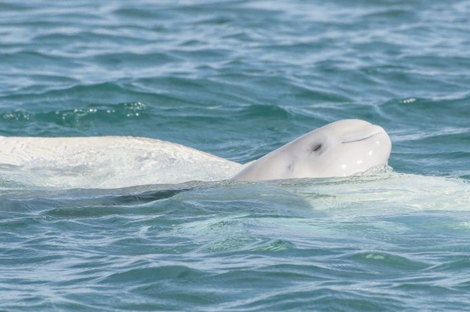 https://www.northshoredailypost.com/wp-content/uploads/2019/11/Beluga.jpg