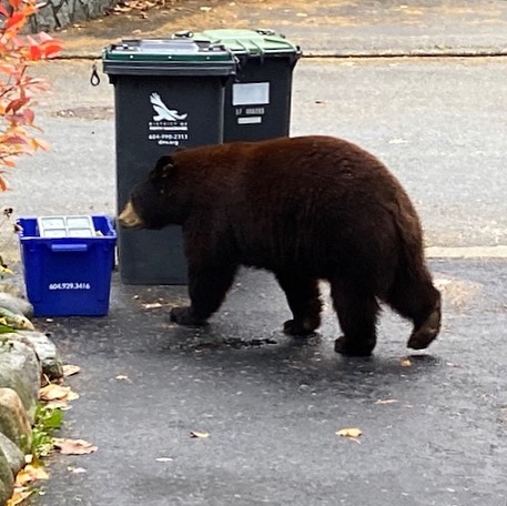 https://www.northshoredailypost.com/wp-content/uploads/2019/11/bear-1.jpg