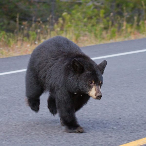 https://www.northshoredailypost.com/wp-content/uploads/2019/11/bear-600x600.jpg
