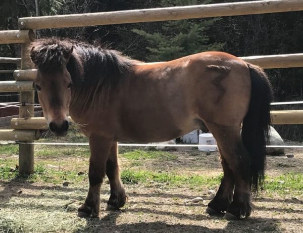 https://www.northshoredailypost.com/wp-content/uploads/2019/11/horse-spca-600x461.jpg