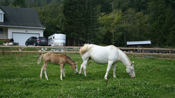 https://www.northshoredailypost.com/wp-content/uploads/2019/12/Mia-and-foal-600x337.jpg