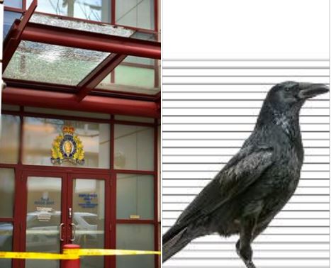 https://www.northshoredailypost.com/wp-content/uploads/2020/01/crow.jpg