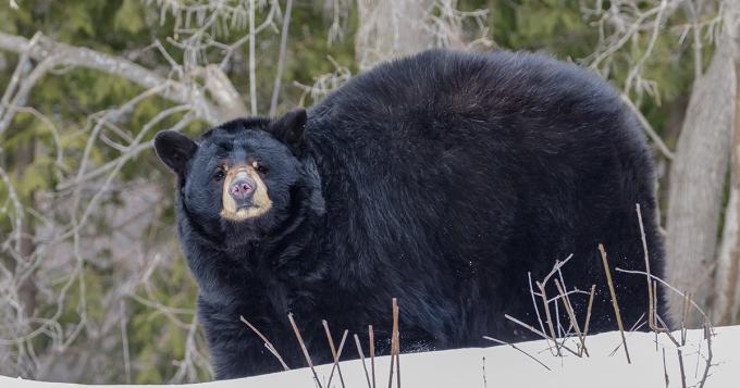 https://www.northshoredailypost.com/wp-content/uploads/2020/01/fur-bearers.jpg