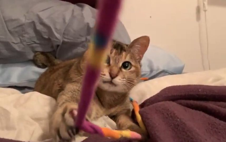 Update on stowaway cat from China North Shore Daily Post