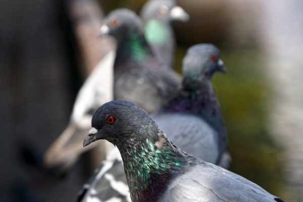https://www.northshoredailypost.com/wp-content/uploads/2020/01/pigeons-600x400.jpg