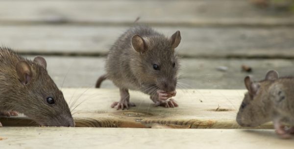 https://www.northshoredailypost.com/wp-content/uploads/2020/01/rats-600x305.jpeg