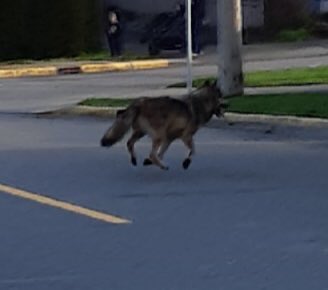 https://www.northshoredailypost.com/wp-content/uploads/2020/01/wolf.jpg