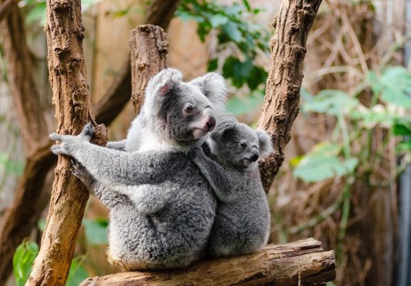 https://www.northshoredailypost.com/wp-content/uploads/2020/02/Koalas-600x417.jpg