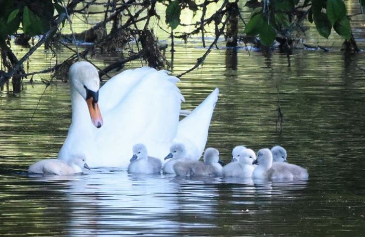 https://www.northshoredailypost.com/wp-content/uploads/2020/05/swans.jpg