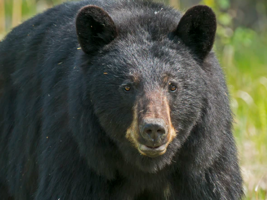 https://www.northshoredailypost.com/wp-content/uploads/2020/06/bear-female.png