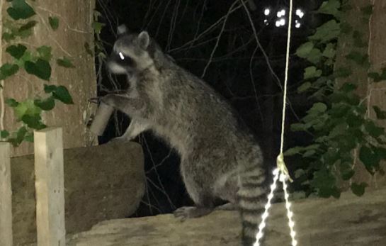 https://www.northshoredailypost.com/wp-content/uploads/2021/03/racoon.jpg
