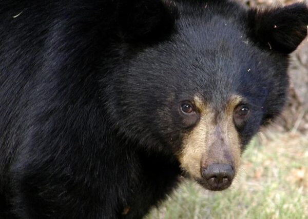 https://www.northshoredailypost.com/wp-content/uploads/2021/06/bear-600x427.jpg