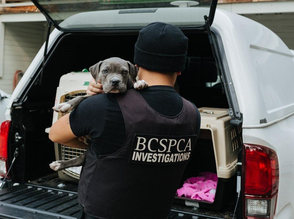 https://www.northshoredailypost.com/wp-content/uploads/2021/10/BC-SPCA-investigation.jpg