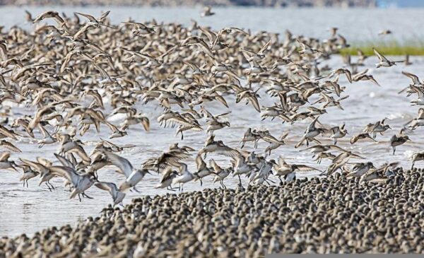 https://www.northshoredailypost.com/wp-content/uploads/2022/06/Semipalmated-sandpiper-600x365.jpg
