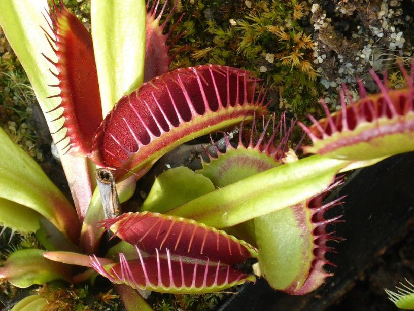 https://www.northshoredailypost.com/wp-content/uploads/2022/08/Venus-flytrap.jpg