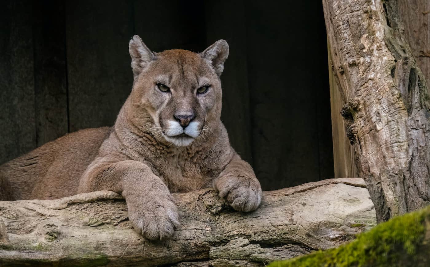 https://www.northshoredailypost.com/wp-content/uploads/2023/09/cougar-near-log.jpg