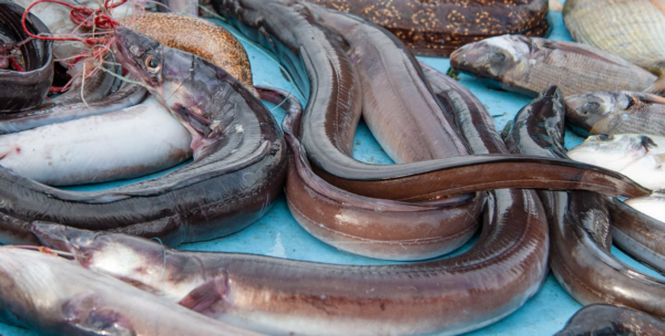 https://www.northshoredailypost.com/wp-content/uploads/2023/10/eel-meat-600x304.png