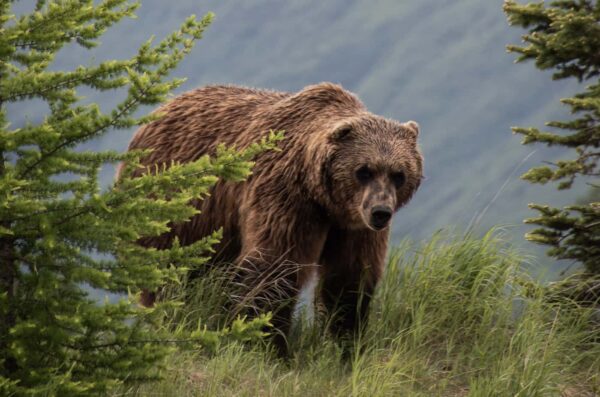 https://www.northshoredailypost.com/wp-content/uploads/2023/10/grizzly-banff-600x397.jpg