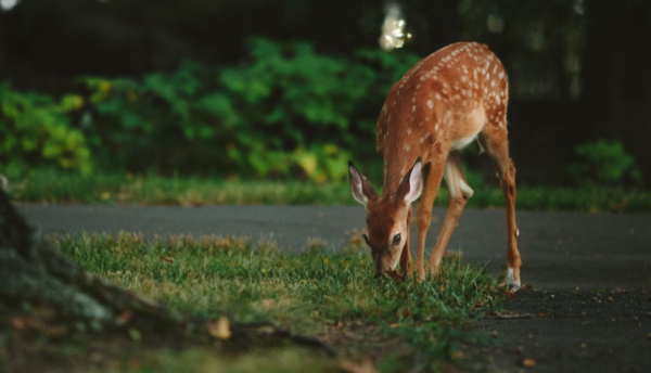 https://www.northshoredailypost.com/wp-content/uploads/2024/04/deer-on-road-600x344.png