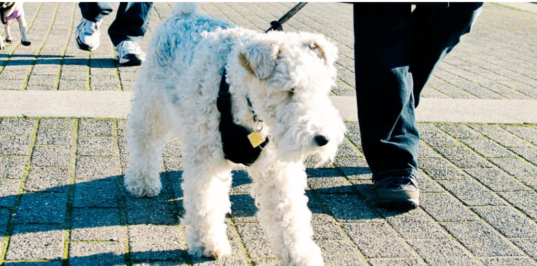 https://www.northshoredailypost.com/wp-content/uploads/2024/04/dog-on-leash.png