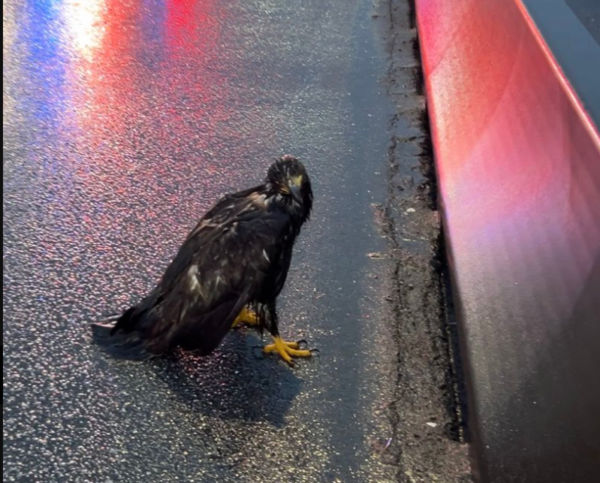 https://www.northshoredailypost.com/wp-content/uploads/2025/01/injured-eagle-600x483.png