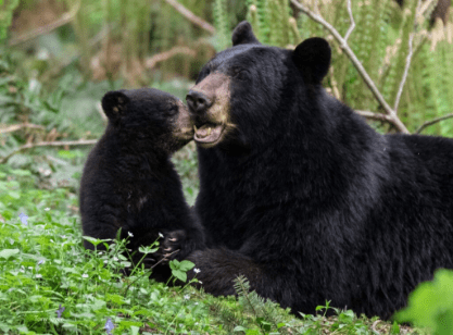 https://www.northshoredailypost.com/wp-content/uploads/2025/08/Bears-in-North-Vancouver.webp