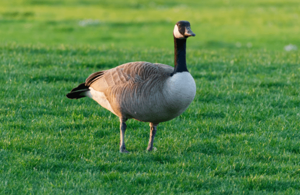 https://www.northshoredailypost.com/wp-content/uploads/2025/10/Canada-Geese-600x390.png